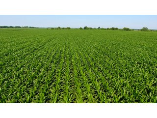 Property photo 4 - LAND AUCTION - 209.2+/- ACRES OFFERED IN 4 TRACTS IN NEWTON COUNTY, INDIANA